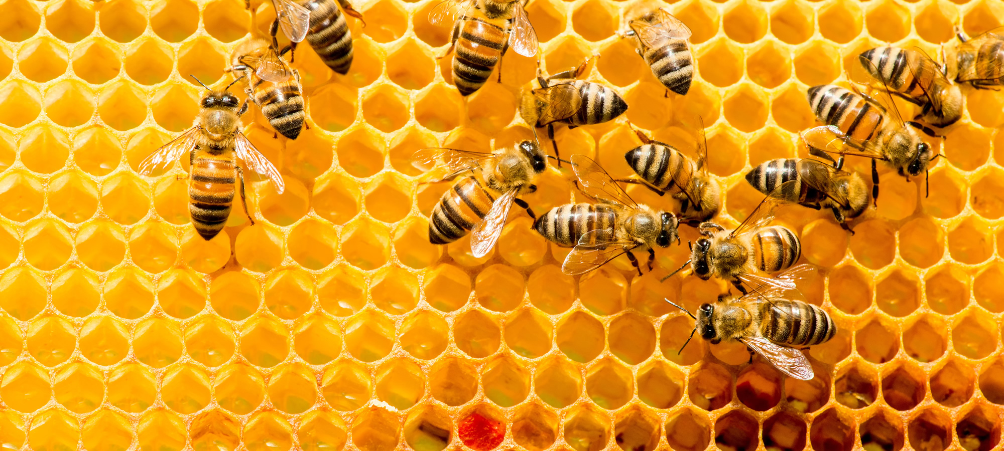 伊豆の国養蜂園｜静岡県伊豆の国市でミツバチ・はちみつの販売といえば伊豆の国養蜂園